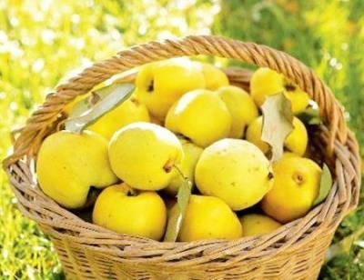 Айва богата железом и тартроновой кислотой айва и полезные вещества