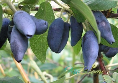 Выглядит аппетитно жимолость – долговечная ягодная культура