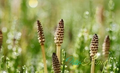 Готовят ванночки для ног полевой хвощ и ножные ванночки