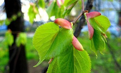 Картинки липа весной Картинки липа весной