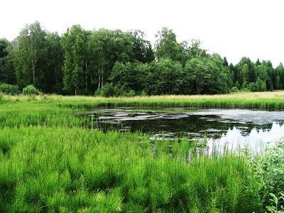 растет у болот и рек
