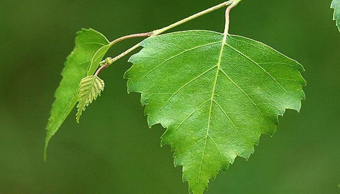 Листья березы лечебные свойства и противопоказания