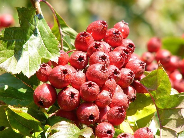 hawthorn_01