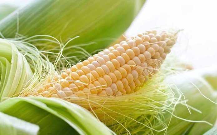 Кукурузные рыльца: лечебные свойства и противопоказания