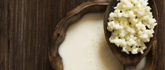 Молочный гриб: полезные свойства и противопоказания
