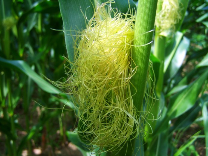 Кукурузные волокна при атеросклерозе