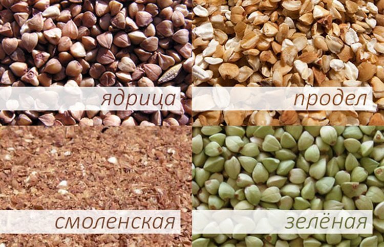 Польза гречки