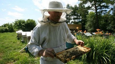 пчеловоды более стойкие к болезням