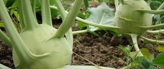 Полезные свойства капусты кольраби: рецепты и противопоказания