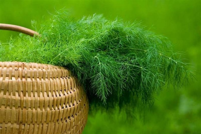 dill2