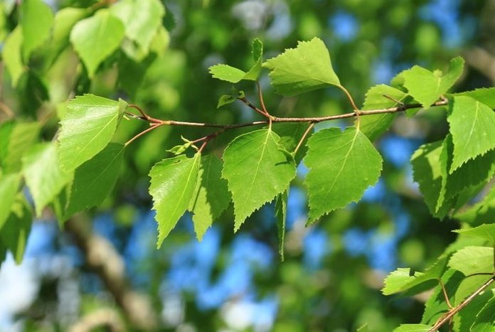 Листья берёзы: лечебные свойства и противопоказания