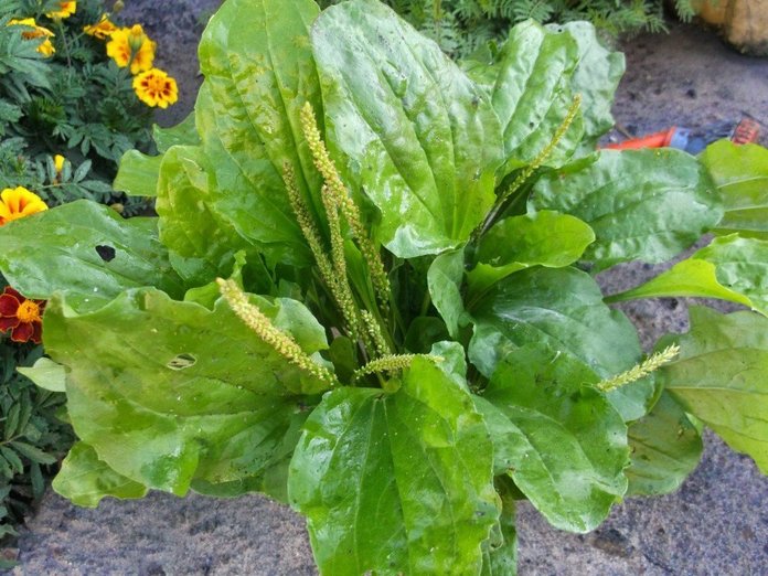 plantain_grass_03