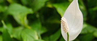 Цветок спатифиллюма
