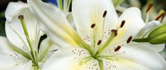 Белая лилия: полезные свойства и противопоказания