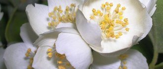 Цветок жасмин описание и полезные свойства