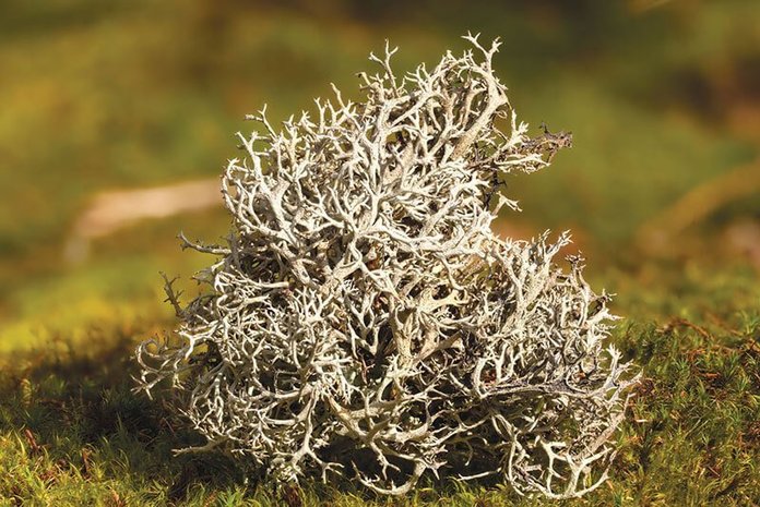content_icelandic-moss-in-folk-medicine__econet_ru