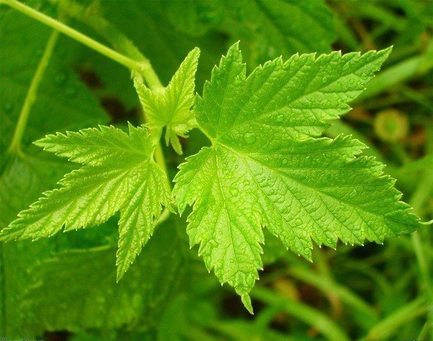 Лечебные свойства и применение листьев смородины