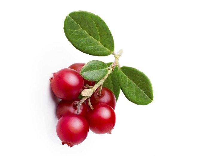 Химический состав брусничных ягод