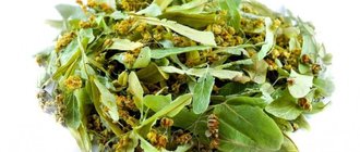 Липовый цвет: полезные свойства