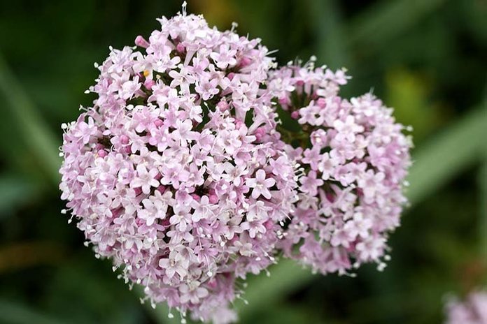 valeriana-big