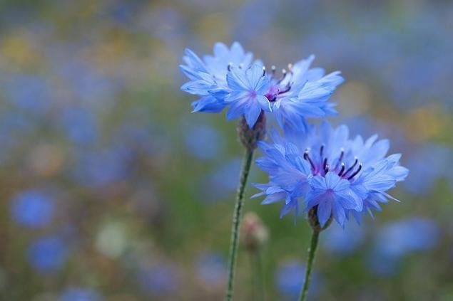 синий василек цветок