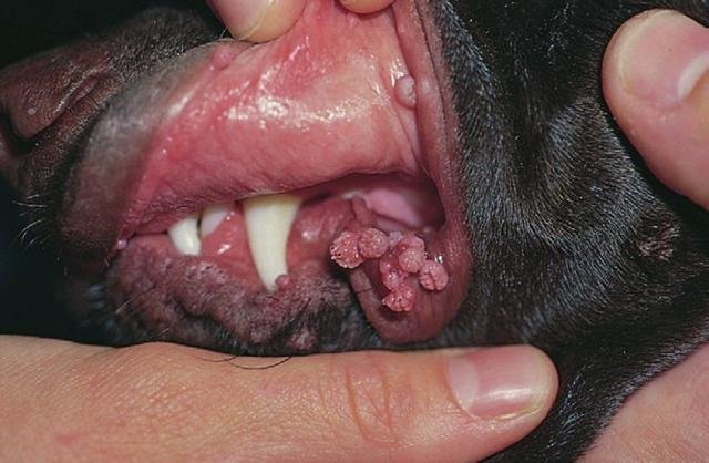 папиллома у собаки на губе