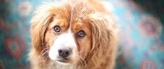 Как лечить папилломы у собак?