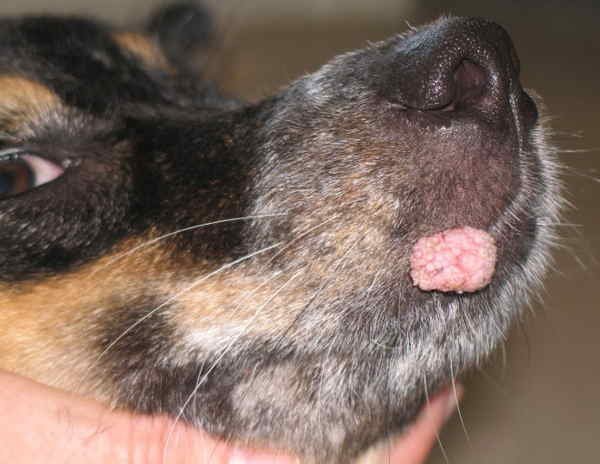 У собак папилломы - лечение папилломы у собак в домашних условиях