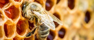 Лечебные свойства пчелиного подмора