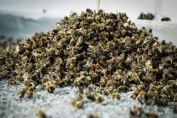 Состав пчелиного подмора