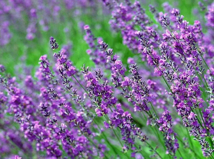 thyme04