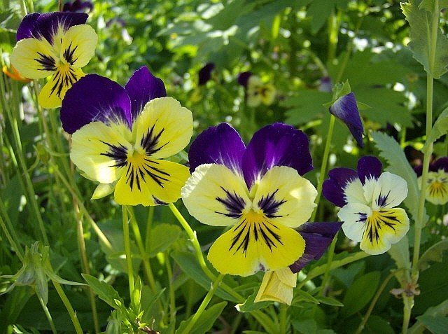 Použití trikolorní fialové v medicíně: popis a léčivé vlastnosti květu