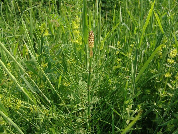 Equisetum_palustre_3
