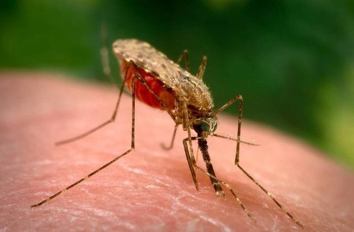 Как правильно лечить малярию?