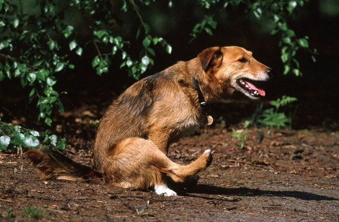 Зуд анального отверстия - признак глистов у собак