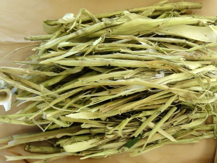 Kogda-i-kak-sobirat-koru-osinyi