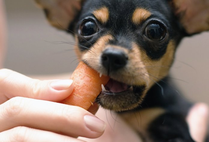Морковь в рационе питания собаки