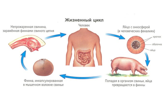 Жизненный цикл свиного цепня