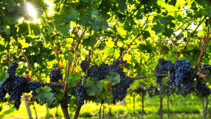Вызревание лозы винограда