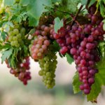 Выращивание винограда из черенка