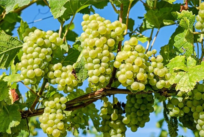 Способы размножения винограда