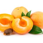 Выращивание абрикоса из косточки