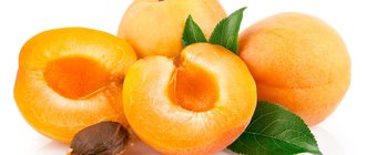 Как вырастить абрикос из косточки?
