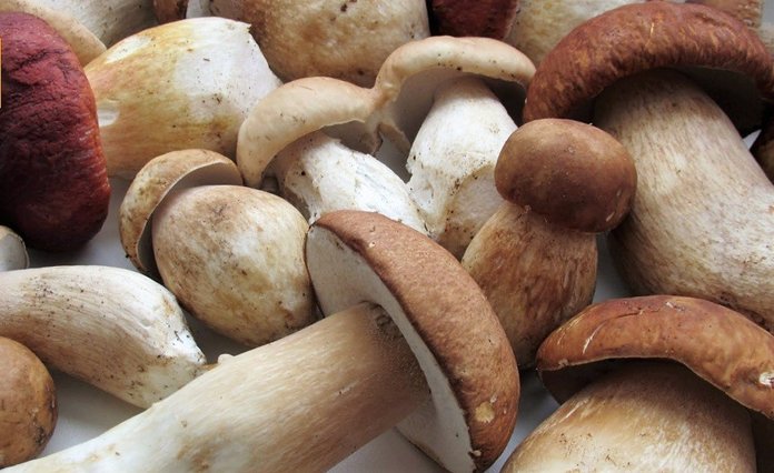 boletus edulis one