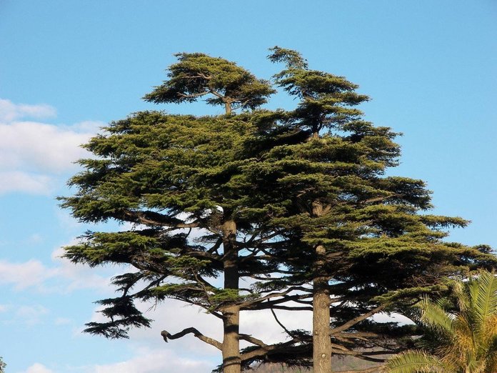 cedar shishkin