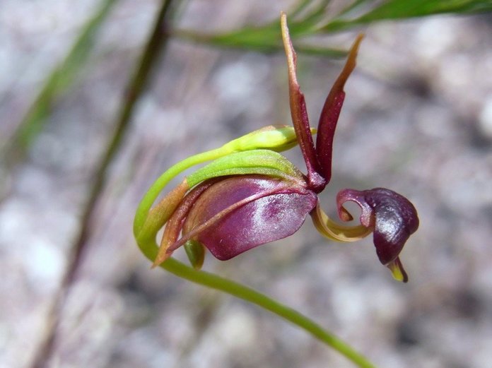 orchid