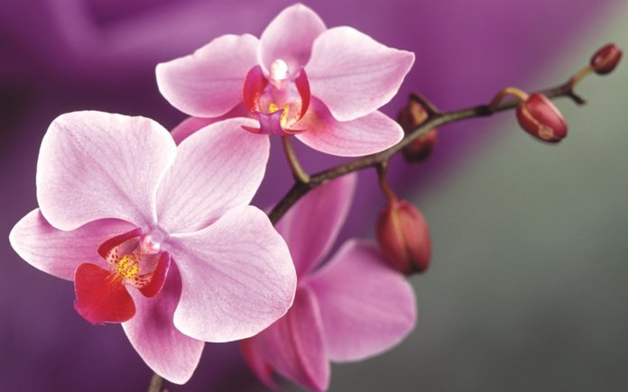 Посадка орхидей в домашних условиях
