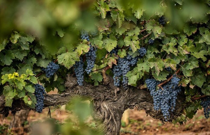 grapevine