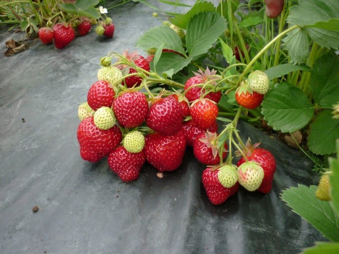 groundberry