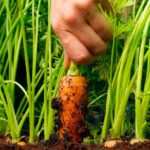 Выращивание моркови в открытом грунте